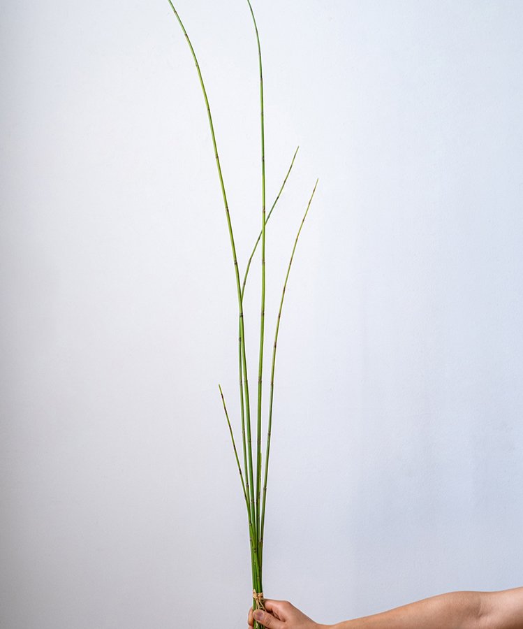 Artificial Faux Rough Horsetail Plant Long Stem 54