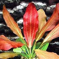 Amazon Sword Red Flame Small Live Aquarium Plants BUY2 GET1 FREE