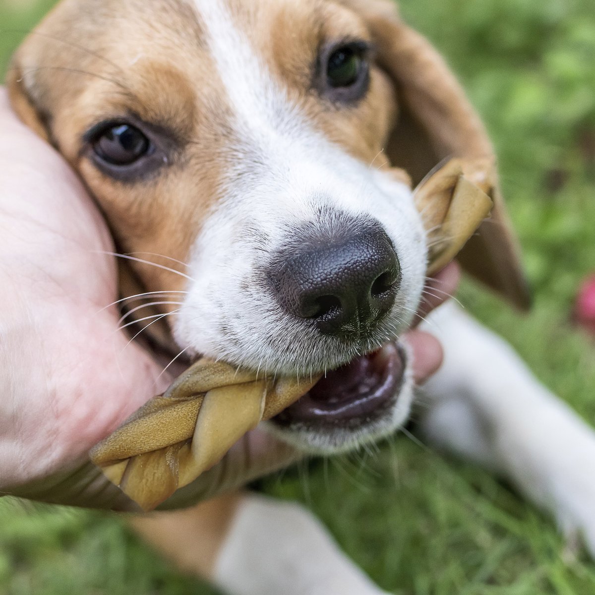 Fieldcrest Farms Premium Dog Chews Bully Crunchers 6\