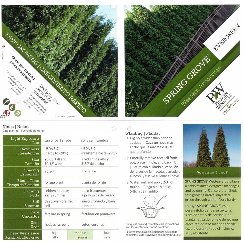 PROVEN WINNERS 1 Gal. Spring Grove Western Arborvitae (Thuja) Live Evergreen Shrub Green Foliage THJPRC1046101