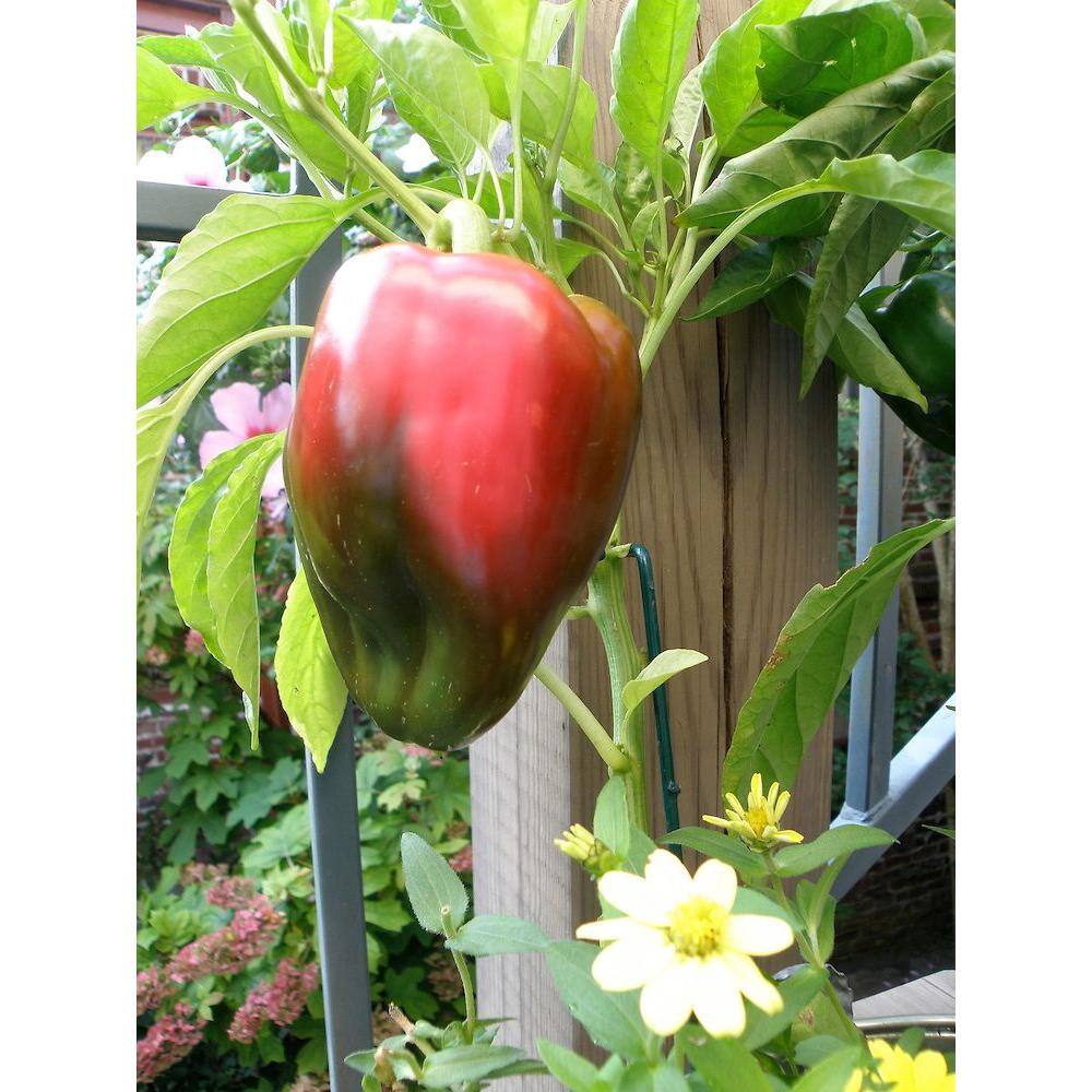 Bonnie Plants 2.32 qt. Red Bell Sweet Pepper Plant 2101