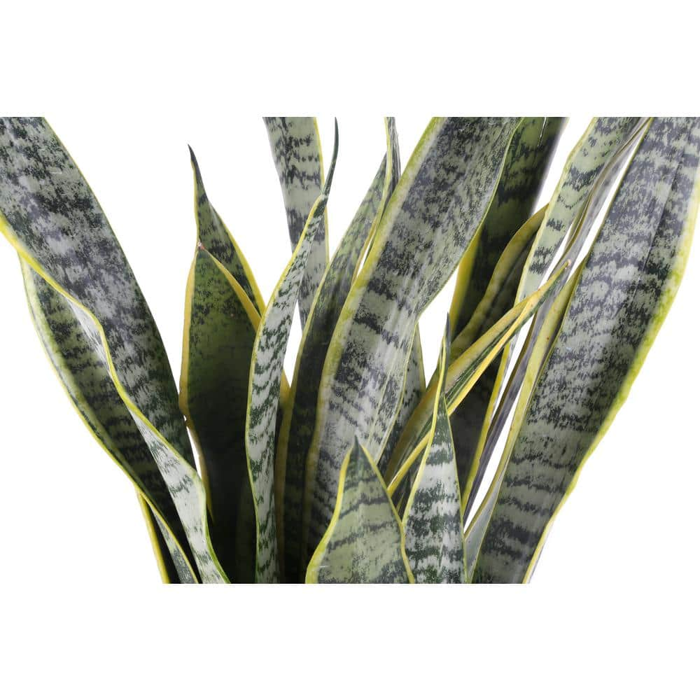 Costa Farms Grower's Choice Sansevieria Indoor Snake Plant in 8.75 in. Natural Decor Basket Avg. Shipping Height 1-2 ft. Tall CO.SZ10.3.SEA