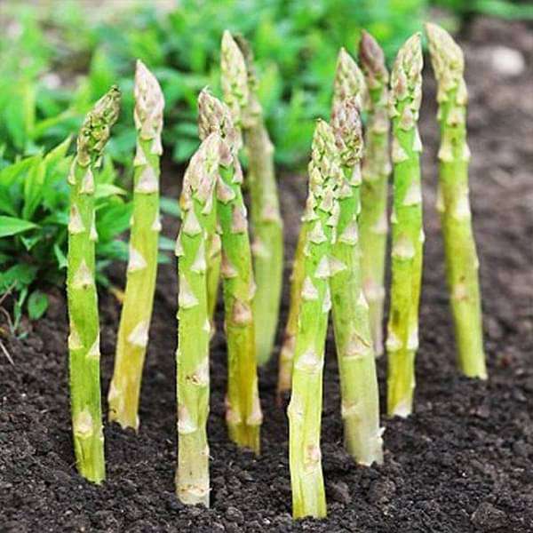 Asparagus UC-157 - Vegetable Seeds