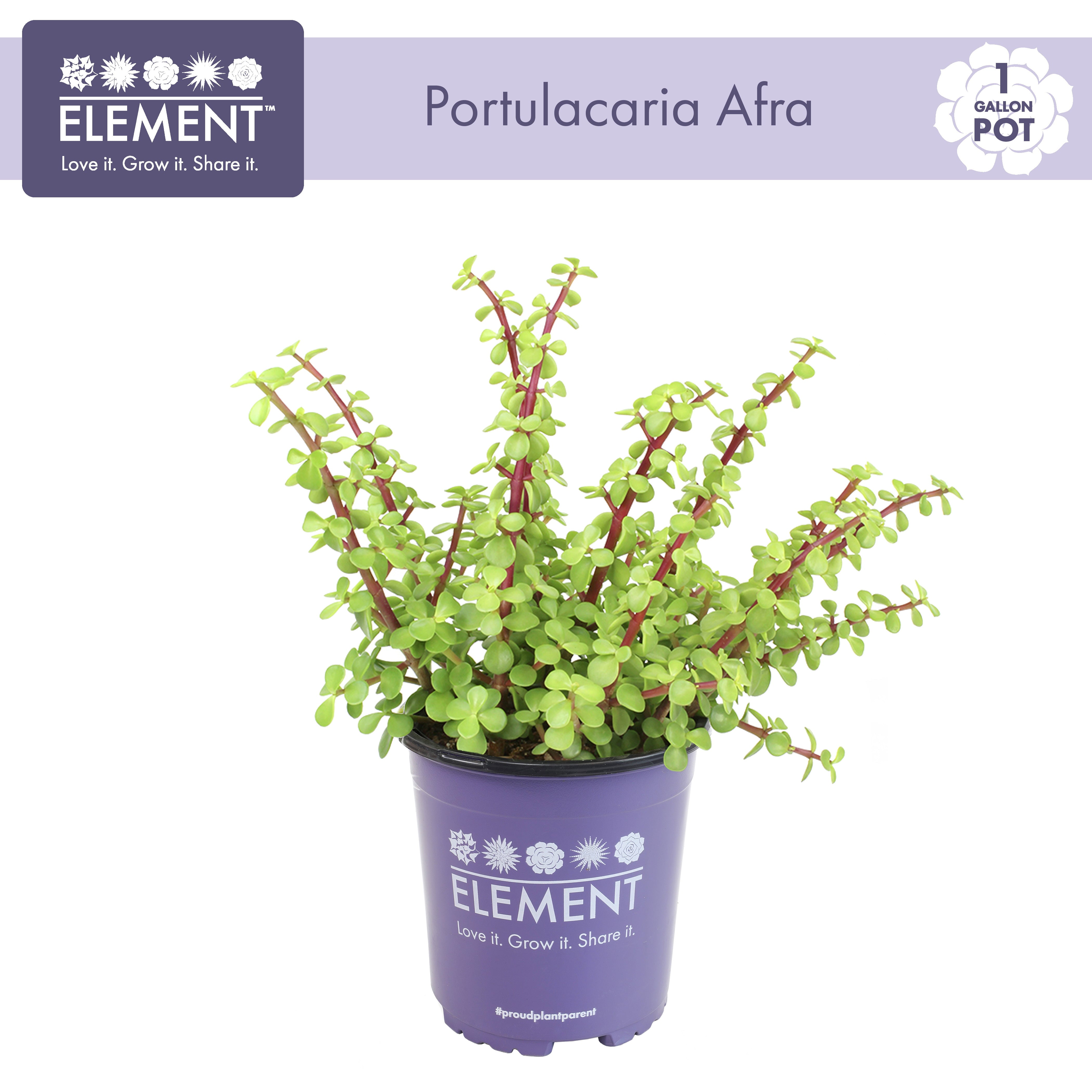 Element by Altman Plants Portulacaria Afra Prostrata Live Succulent