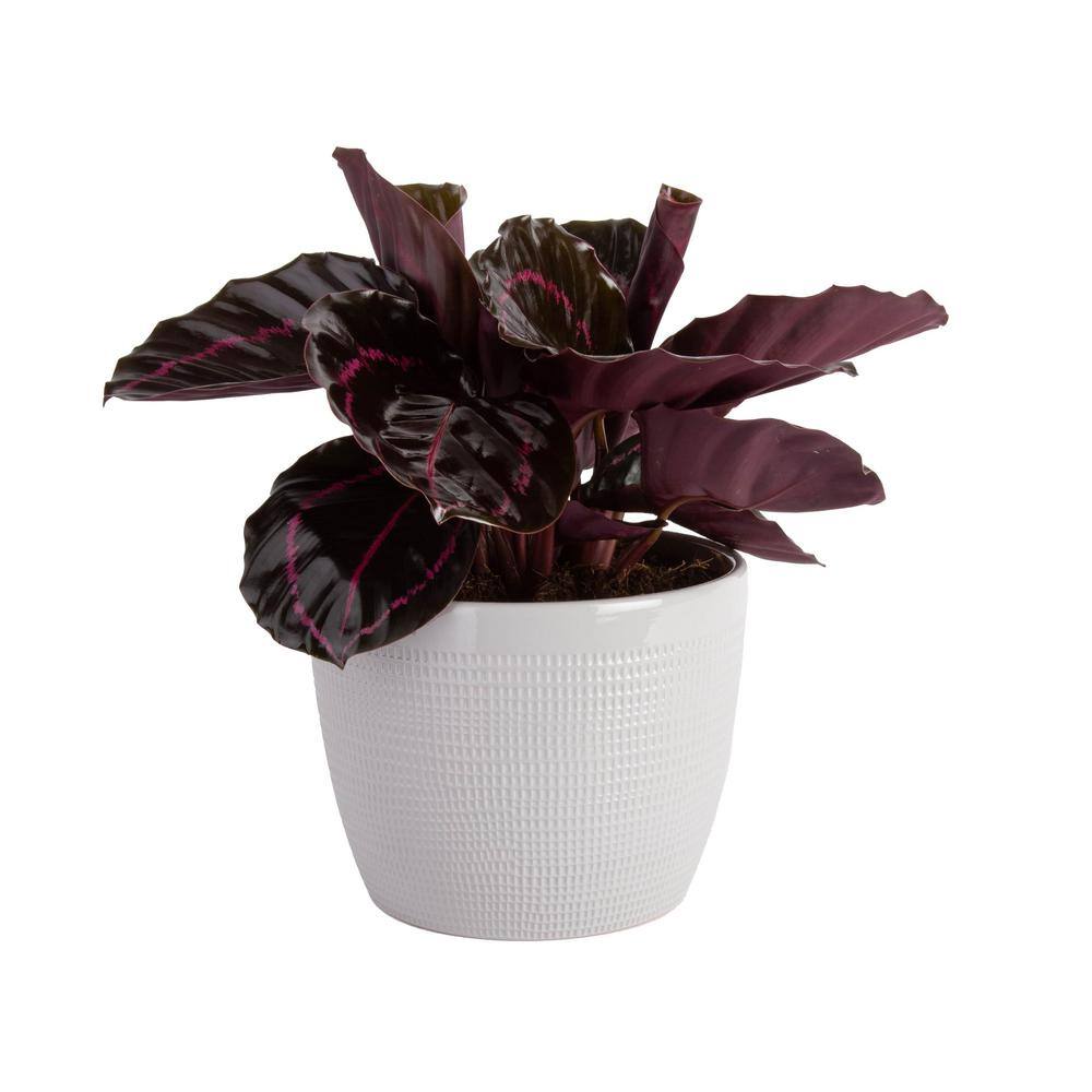 Costa Farms Trending Tropicals Calathea Dottie Indoor Plant in 6 in. White Pot Avg. Shipping Height 1-2 ft. Tall CO.3.TRADNAN.TT