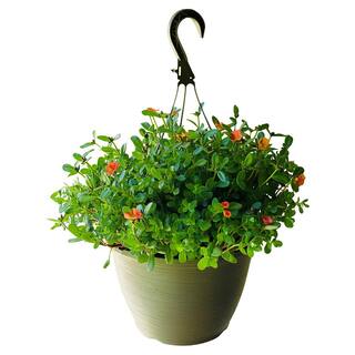 Vigoro 1.8 Gal. Purslane Plant Orange Flowers in 11 In. Hanging Basket DC11HBPURSORA