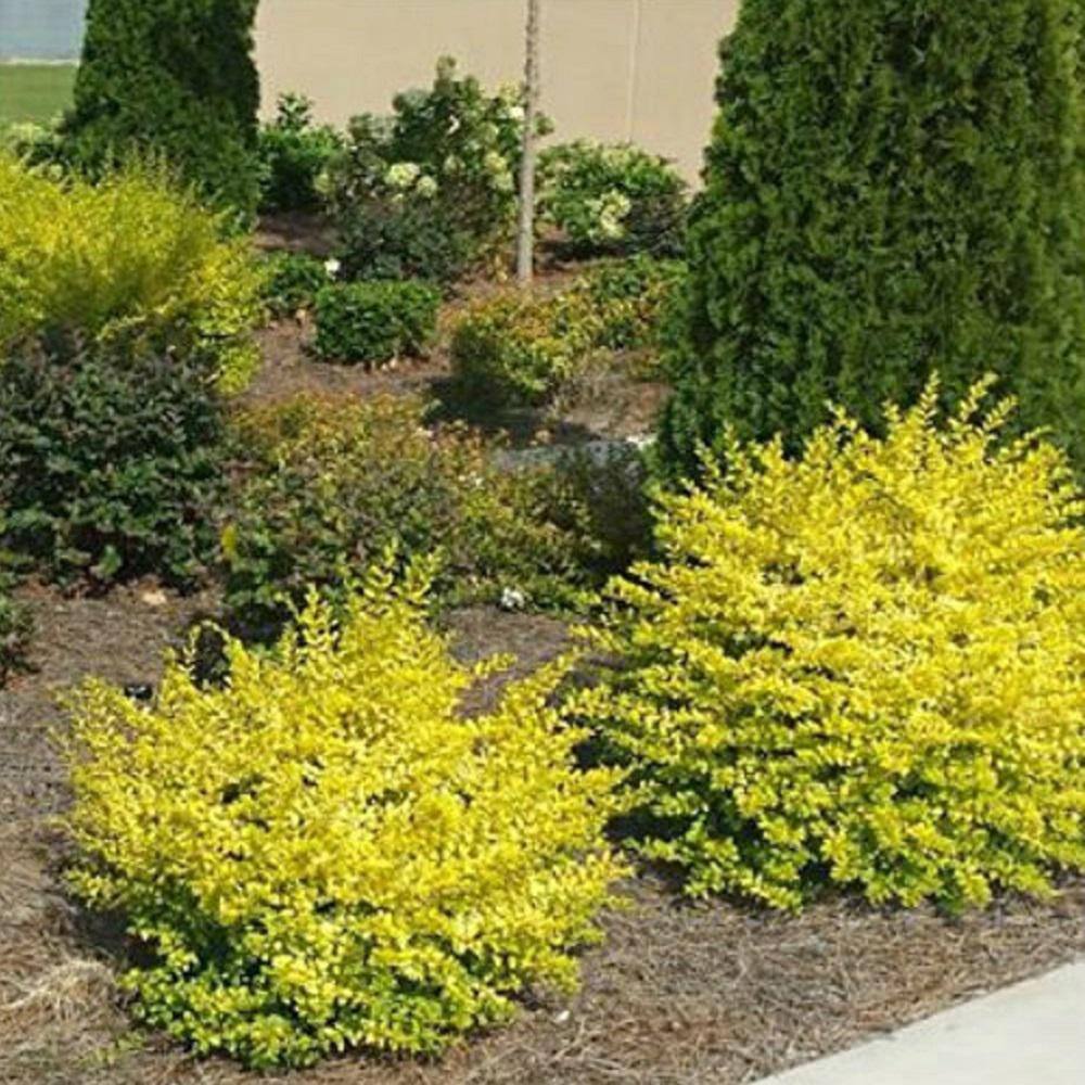 SOUTHERN LIVING 2 Gal. Sunshine Ligustrum Evergreen Shrub Bright Golden-Yellow Foliage 39532