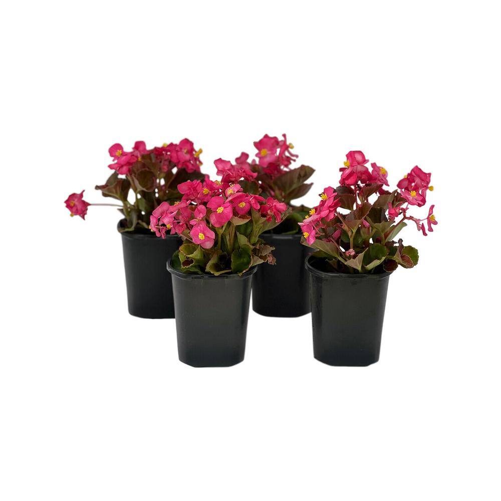 Pure Beauty Farms 1.38 Pt. Begonia Bronze Leaf Pink Flower in 4.5 in. Grower's Pot (4-Plants) DC45BEGBRP4