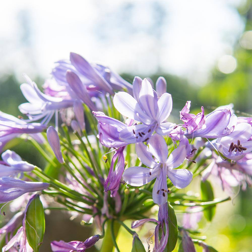 Blue Flowering Agapanthus Shrub in 1 Gal. Grower's Pot THD00005