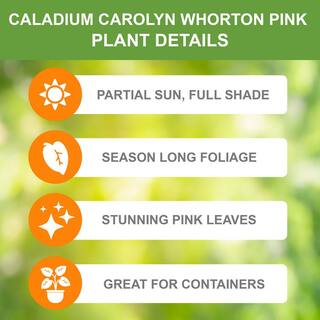 Garden State Bulb Carolyn Whorton Pink Caladium Bulbs Bare Roots (Bag of 40) ECS-82-40-04