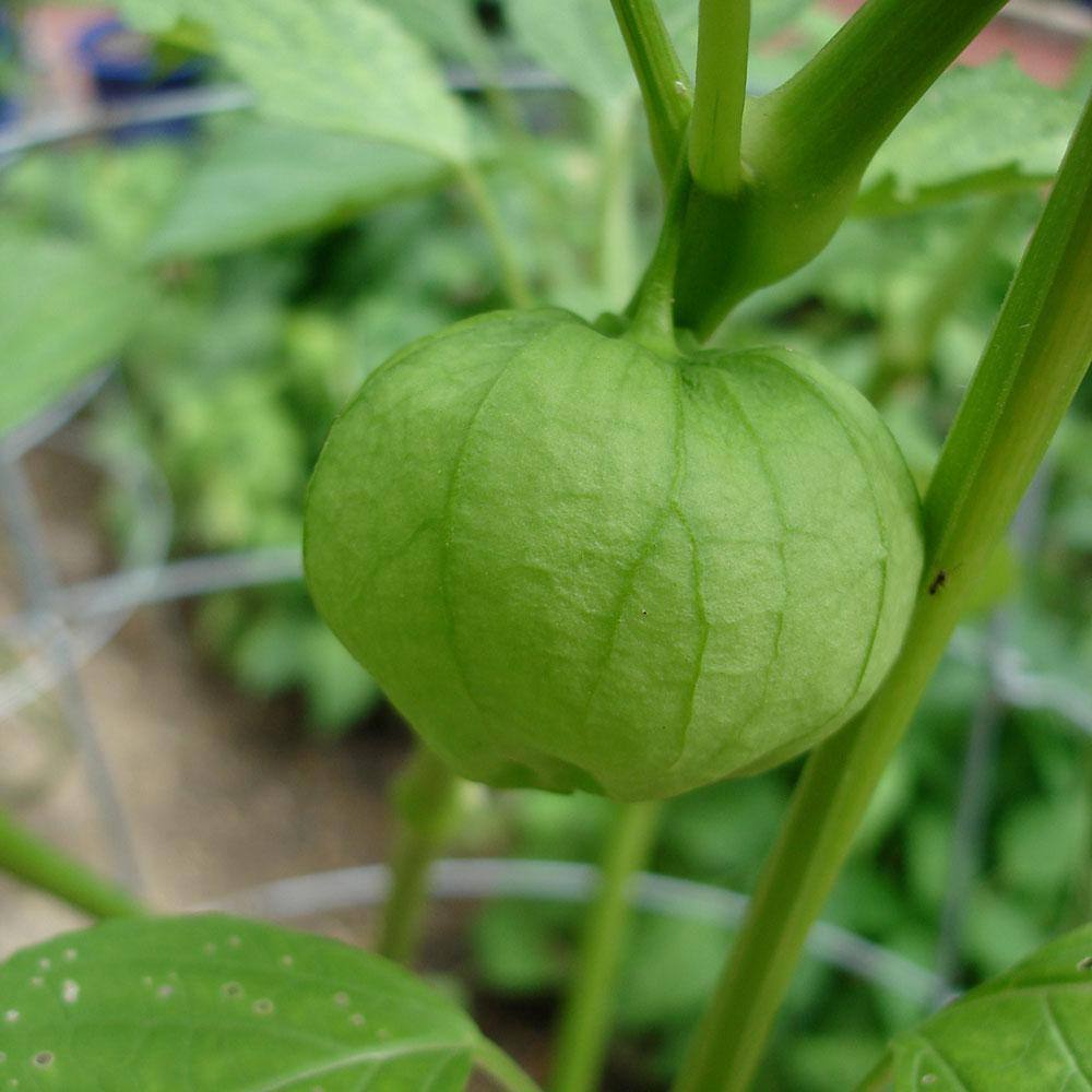Bonnie Plants 19 oz. Tomatillo Heirloom Tomato Plant 0256
