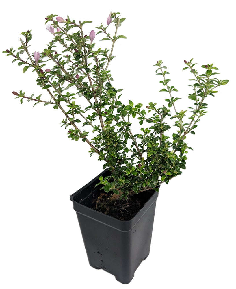 Cherry Blossom Serissa Tree - 2.5