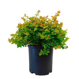 2.25 Gal. Canyon Creek Abelia Shrub with Pinkish-White Flowers 14782