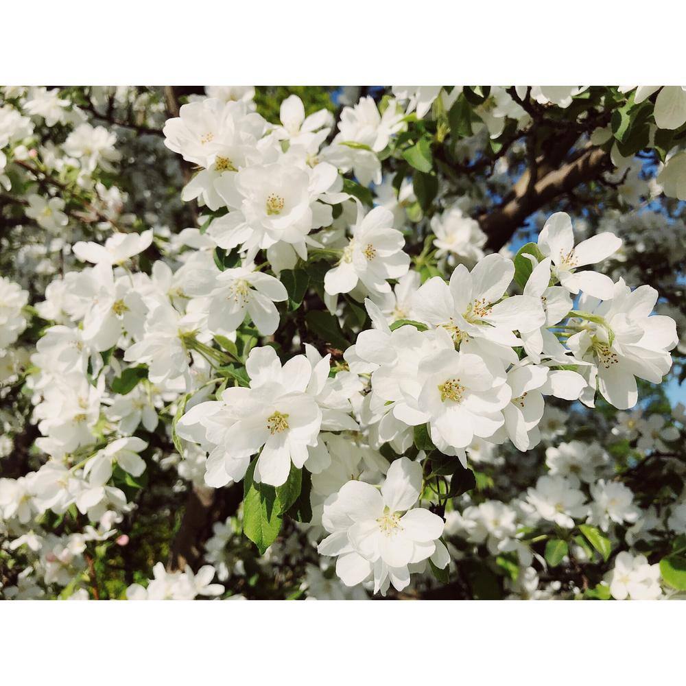 Online Orchards Spring Snow Flowering Crabapple Tree Bare Root FLCA001