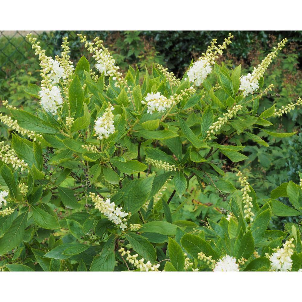 Online Orchards 1 Gal. 16-Candles Summersweet Shrub SBSS002