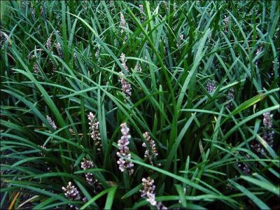 Classy Groundcovers - Liriope muscari 'Samantha'  {50 Bare Root Plants}