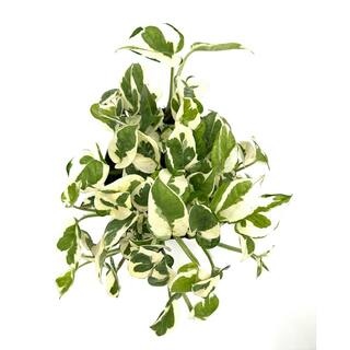 HAMPSHIRE FARMS 6 in. Pothos N'Joy Plant in Grower Pot 651840774738