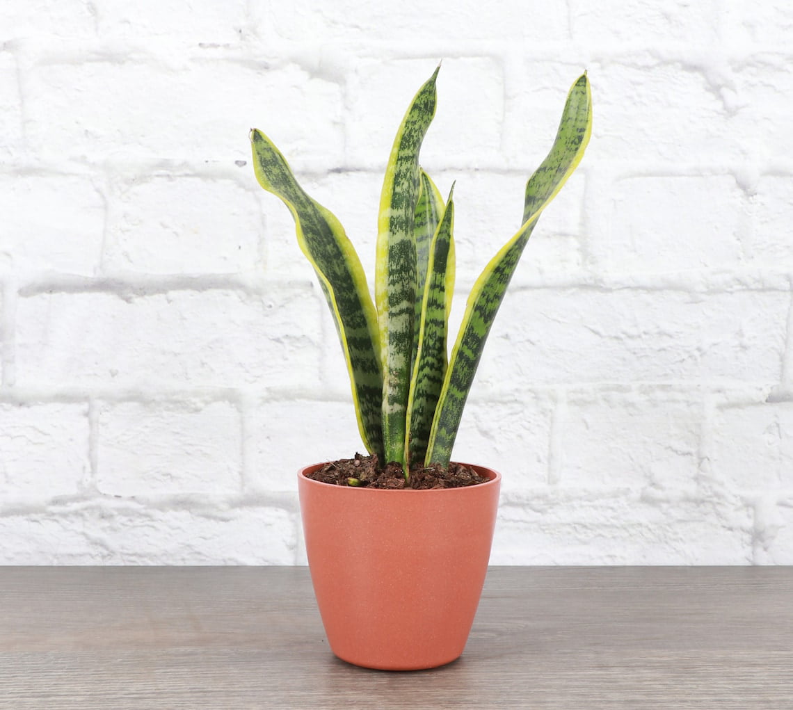 Live Variegated Snake Plant - Sansevieria Laurentii - 4