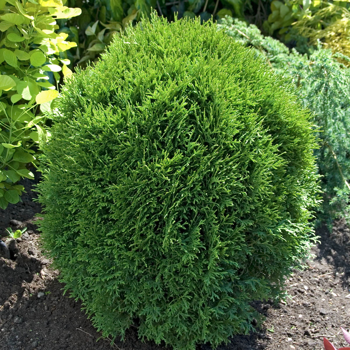 Little Giant Globe Arborvitae， Bare Root Evergreen Shrub， 12 to 18 inches tall， 1-Pack