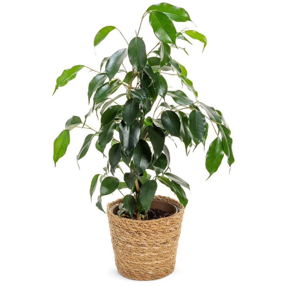 PROVEN WINNERS leafjoy Collection Ficus Benjamina Danielle Plant in 7 in. Seagrass Pot Avg Ship Height 8 in. PWFBD6SEA1PK