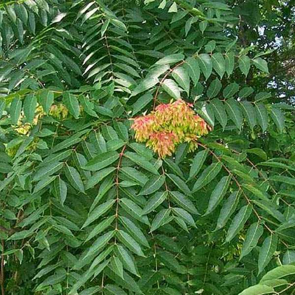 Ailanthus Excelsa, Mahaneem - 0.5 kg Seeds