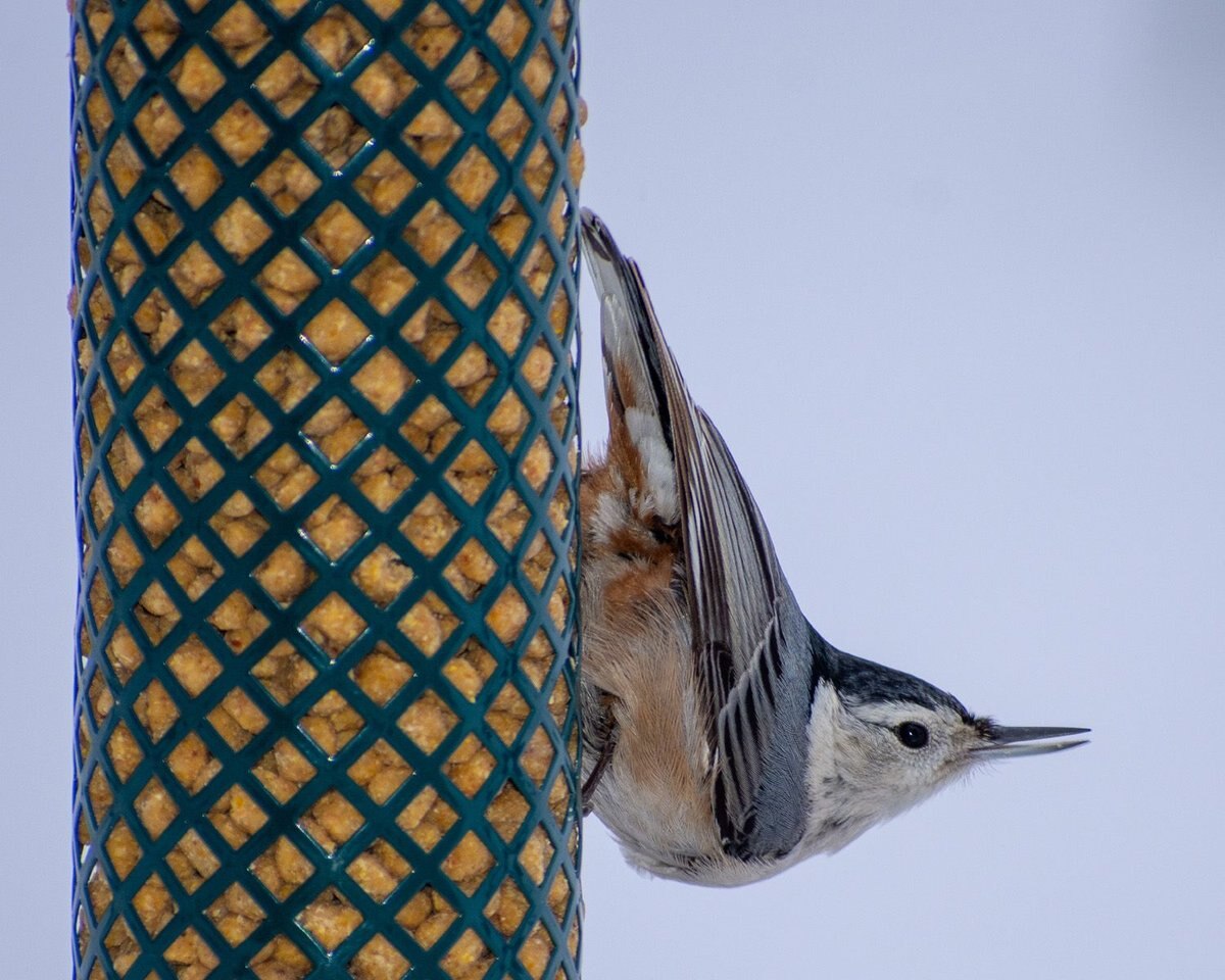 CandS Woodpecker Suet Nuggets Wild Bird Food