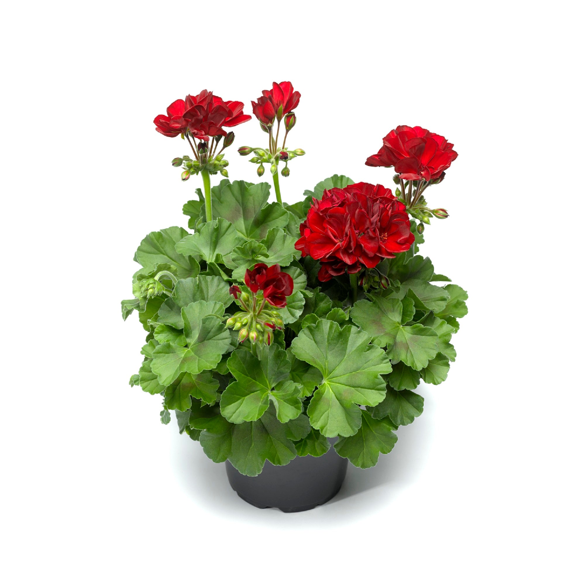 Expert Gardener 1.5 Gallon Geranium Hanging Basket Red Annual Live Plant (1 Count Pack)