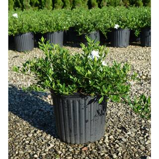 MCCORKLE 1 Gal. Radicans Gardenia Plant Low Growing Evergreeen with White Fragrant Blooms 11027