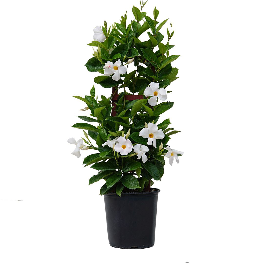 United Nursery Live Mandevilla Trellis White Plant 28-30 Inches Tall in 9.25 Inch Grower Pot