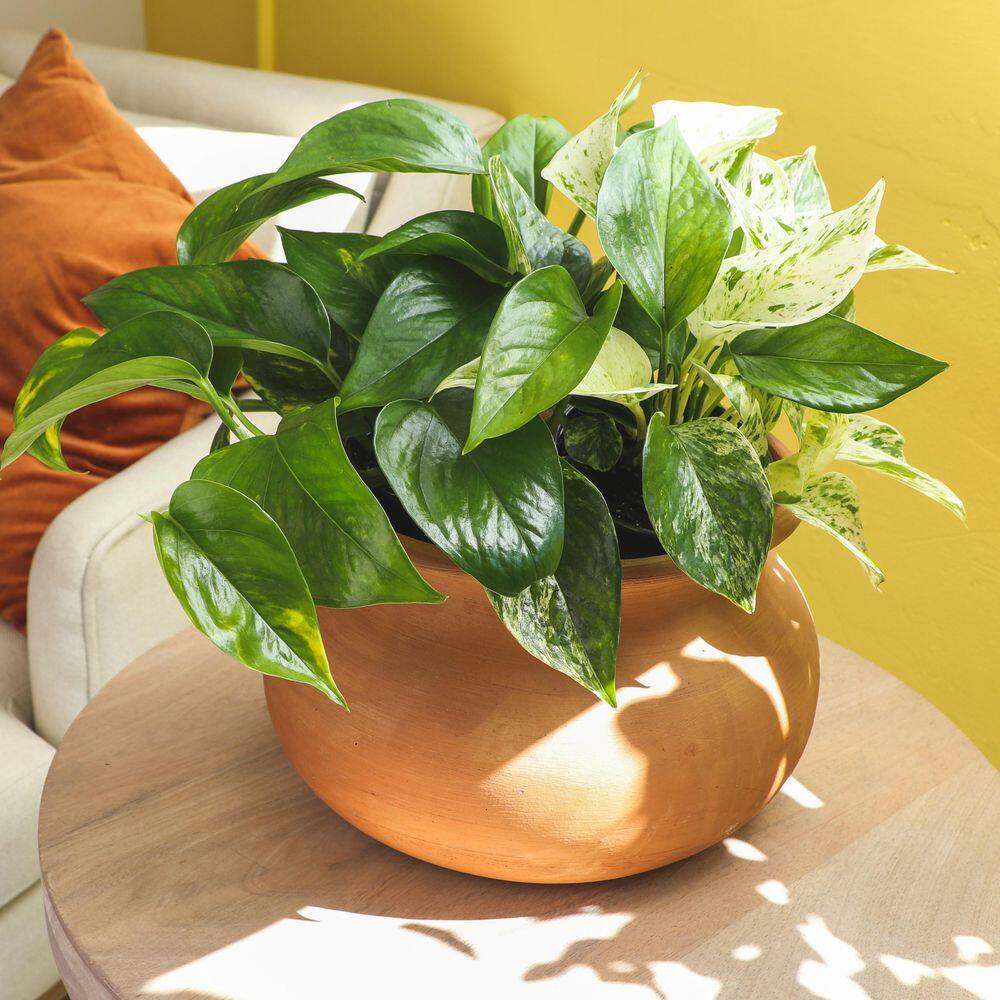 ALTMAN PLANTS 4.25 in. Pothos Asst (4-Pack) 0872700