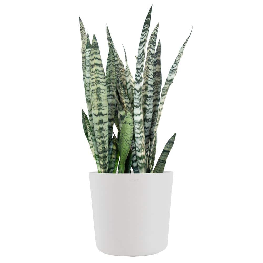 United Nursery Sansevieria Zeylanica Live Snake Plant Indoor Outdoor Easy Care Plant in 10 inch Premium Ecopots Pure White Pot SZEYLANICA10PW