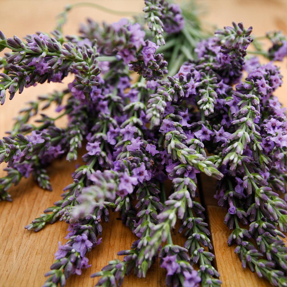 Phenomenal™ Lavender Plant