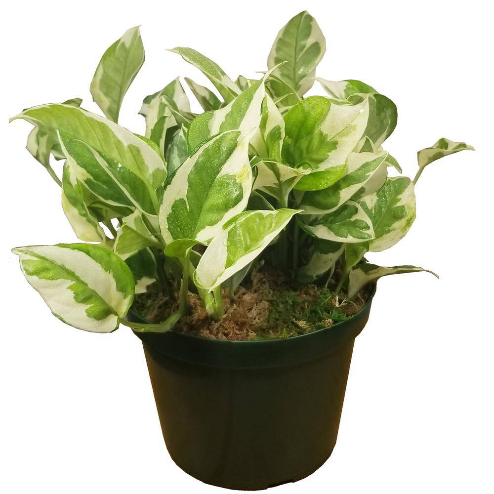 Pearl and Jade Pothos Plant in 6 in. Grower Pot PnJPoth006