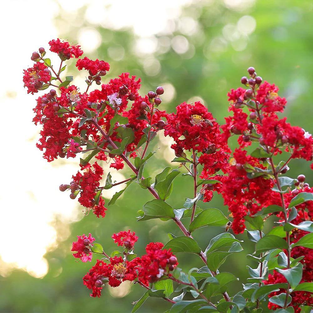 SOUTHERN LIVING 5 Gal. Colorama Scarlet Crape Myrtle Tree with Bright Red Flowers 17217