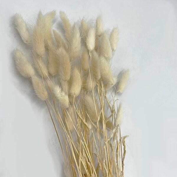 Bundle of 4 Bunch Dried Bunny Tails Grass2024 apx 1 oz