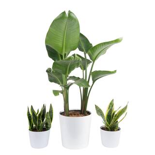 Vigoro 10 in. White Bird of Paradise and (2) 6 in. Sansevieria Snake Plant in White Decor Planter (3 Pack) ML-WSA-S-VPW-03