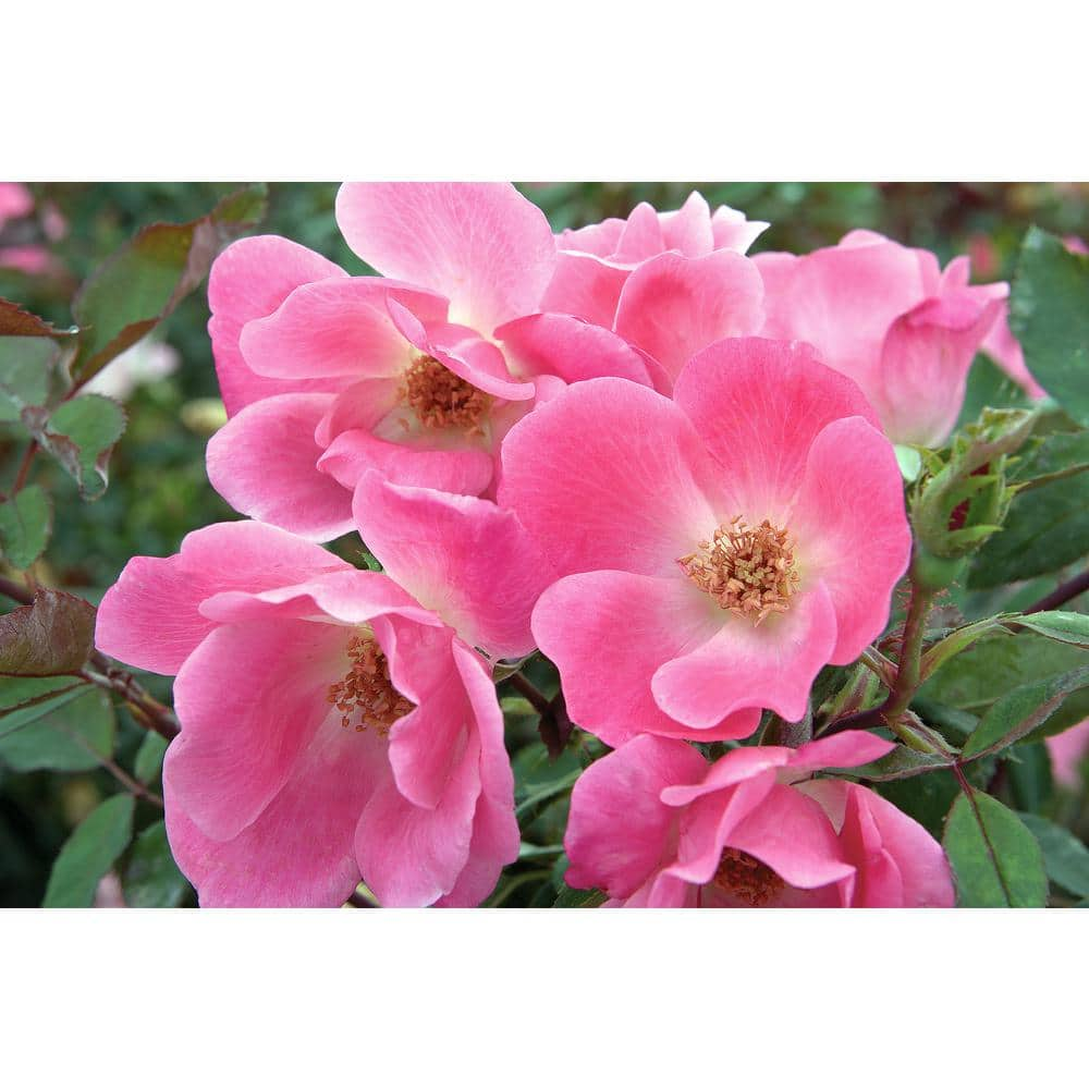 KNOCK OUT 2 Gal. Pink Knock Out Rose Bush with Pink Flowers 14472