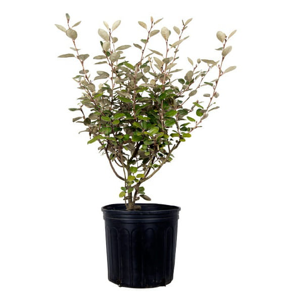 Elaeagnus X Ebbingei - Ebbing's Silverberry (2.5 Gallon) Produces Remarkably Fragrant White Flowers in Fall