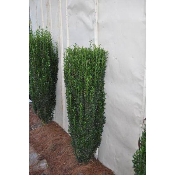 Online Orchards 1 Gal. Sky Pencil Japanese Holly Shrub Columnar Evergreen Especially Elegant in Containers and as Hedges EGHY001