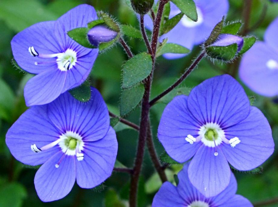 Classy Groundcovers - Veronica peduncularis 'Georgia Blue'，  'Oxford Blue'， 'Cambridge Blue'; Veronica umbrosa 'Georgia Blue'， 'Oxford Blue'， 'Cambridge Blue' {25 Pots - 3 1/2 inch Square}