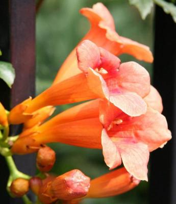 Classy Groundcovers - Trumpet Creeper Trumpet Vine， Cow Itch Vine {25 Bare Root Plants}