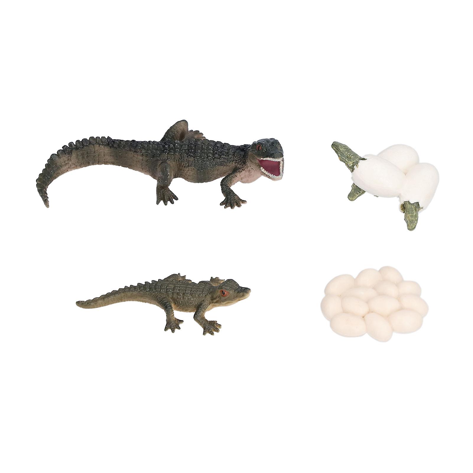 Simulation Animal Crocodile Growth Cycle Model Crocodile Growth Process Children's Science Education Educational Toys