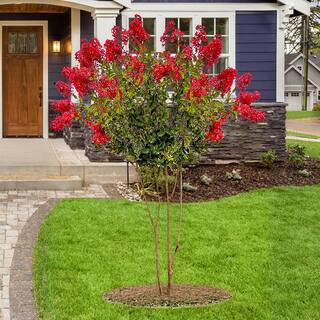 SOUTHERN LIVING 3 Gal. Miss Frances Crape Myrtle Tree CRMMFR03G
