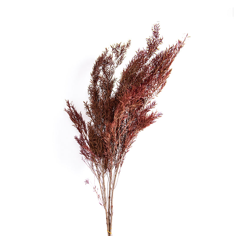 Natural Dried Flower Decoration G Fa-Jh2005G