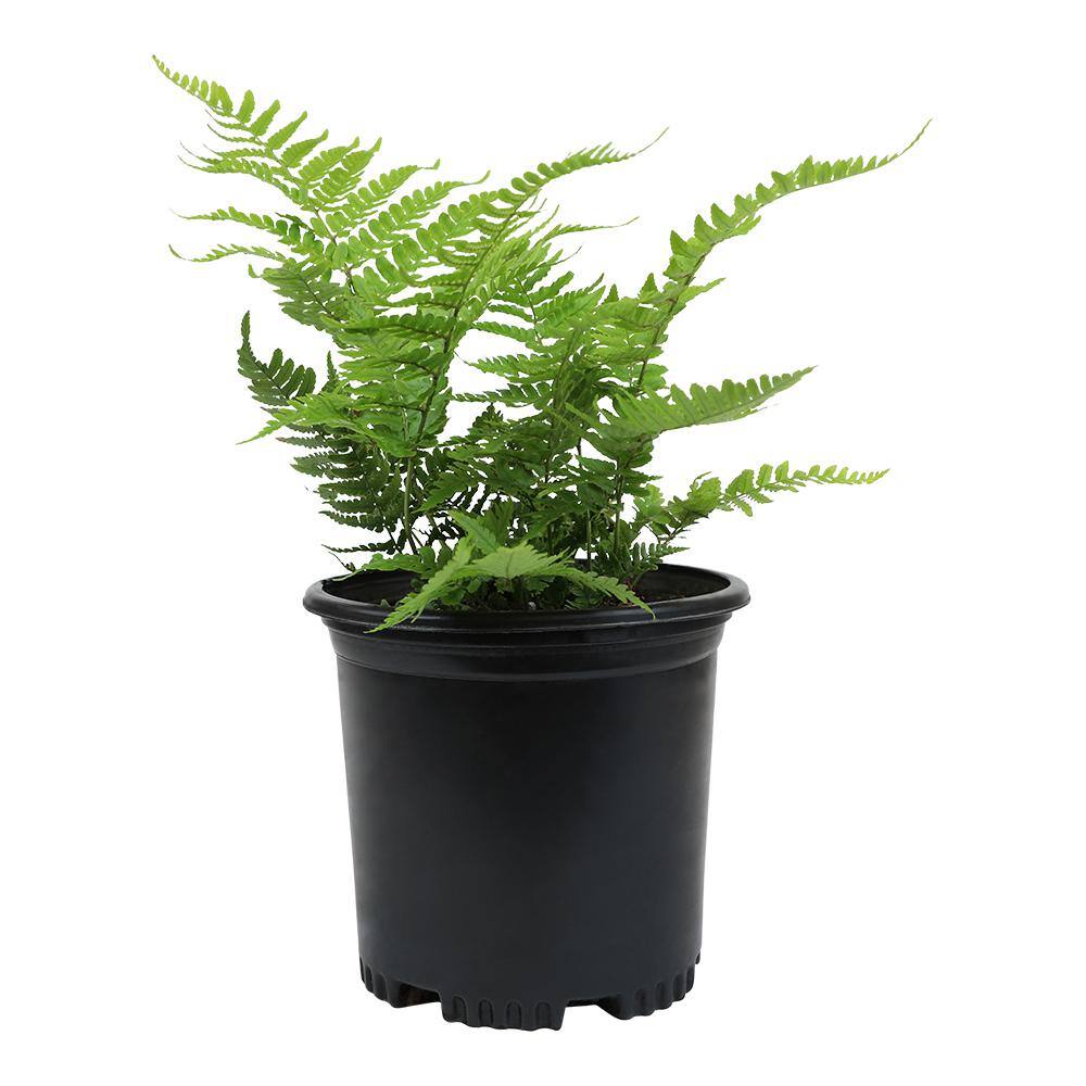 ALTMAN PLANTS 1 Gal. Autumn Fern (Dryopteris Erythrosora) Shrub Plant 0881280