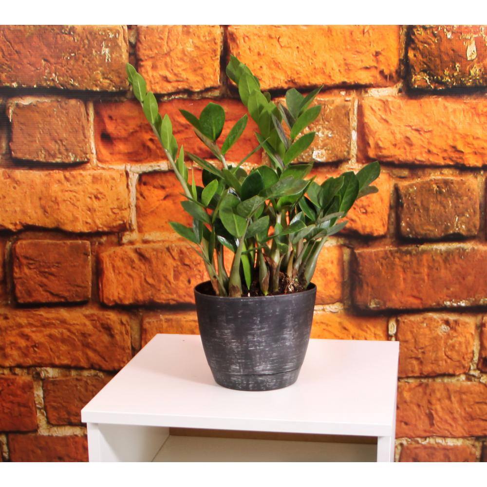 Vigoro Zamioculcas Zamiifolia ZZ Indoor Plant in 6 in. White Ribbed Plastic Décor Planter Avg Shipping Height 1-2 ft. (2-Pack) CO.ZZ.VI.WH