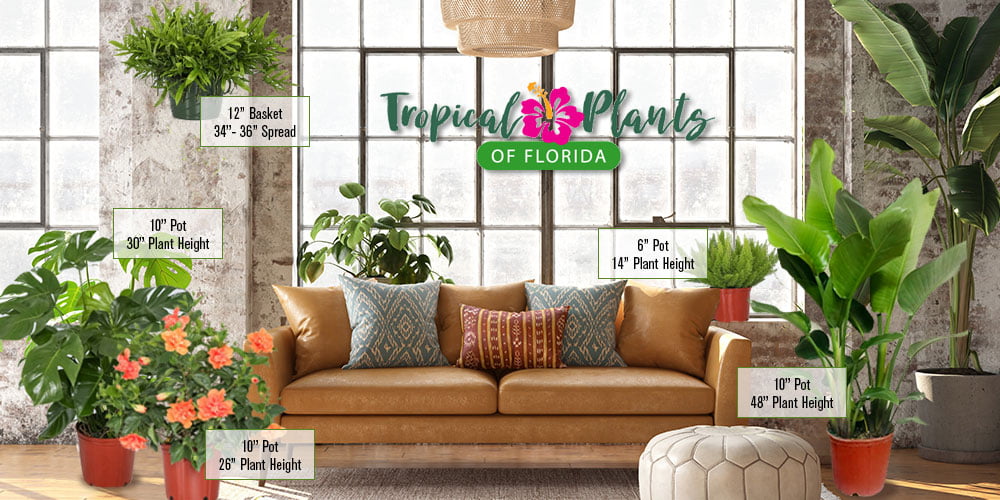 Tropical Plants of Florida 22