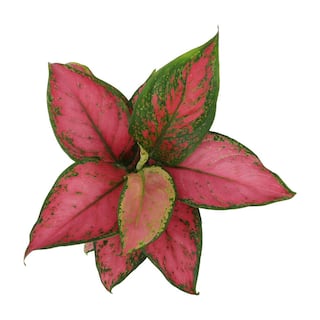 ALTMAN PLANTS 4.25 in. Pink Chinese Evergreen Aglaonema Beauty Live House Plant in Grower Pot 0873015