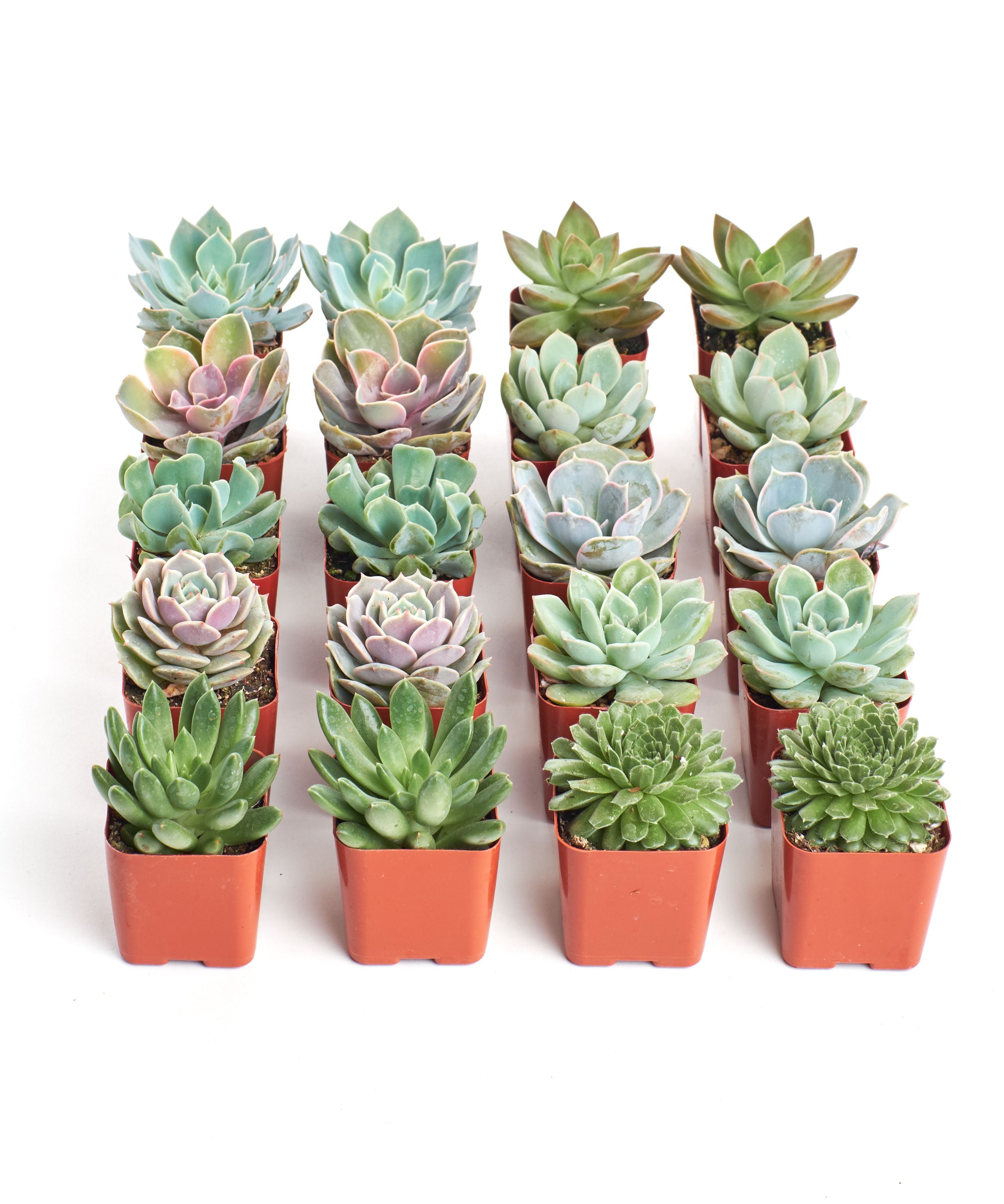 Home Botanicals Rosette Succulent (Collection of 20)