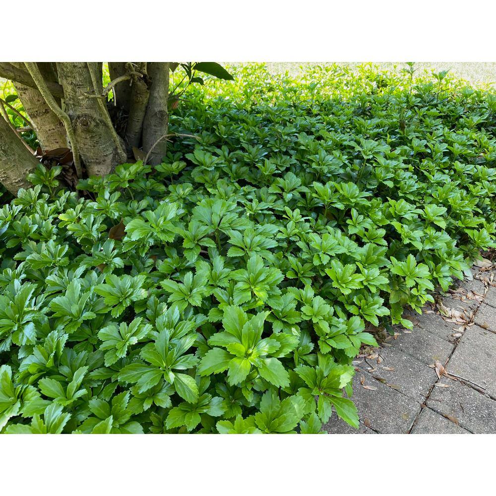 Online Orchards 1 gal. Japanese Pachysandra Shrub with Dense Groundcover Carpet of Dark Green Foliage (2-Pack) SBPC001